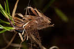 Cherokee sedge